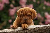 DOGUE DE BORDEAUX 337